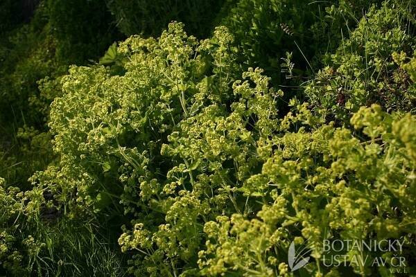 Alchemilla mollis - kontryhel měkký | Lukáš Hrdinka | Autoři | iBotky.cz