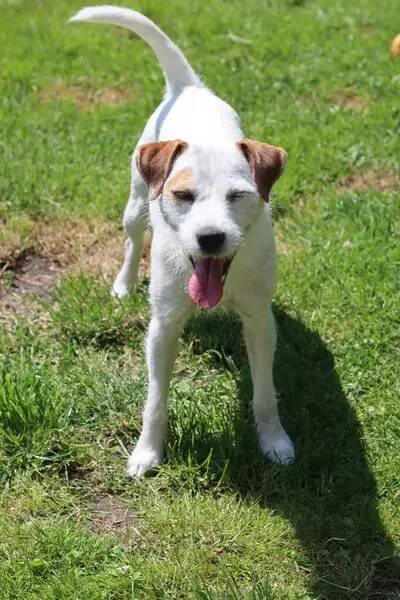Jack Russell teriér pes hrát na zahradě za slunečného dne — Stock obrázek