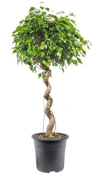 Fíkus, Ficus Benjamina, spirálový kmínek, skladem