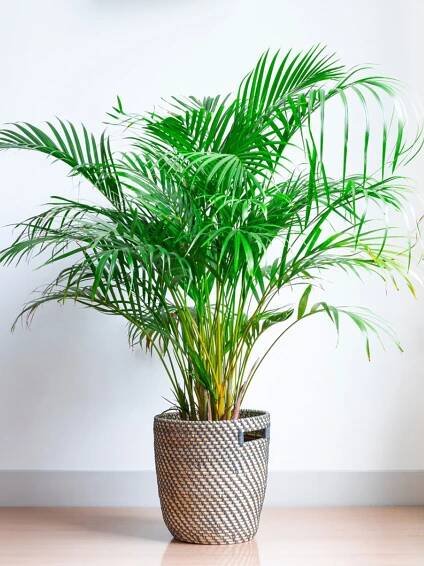 Grow Your Own Fresh Air - VI Life & Style Magazine