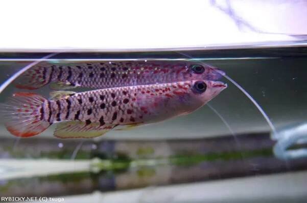 Štikovec pruhovaný - Aplocheilus lineatus
