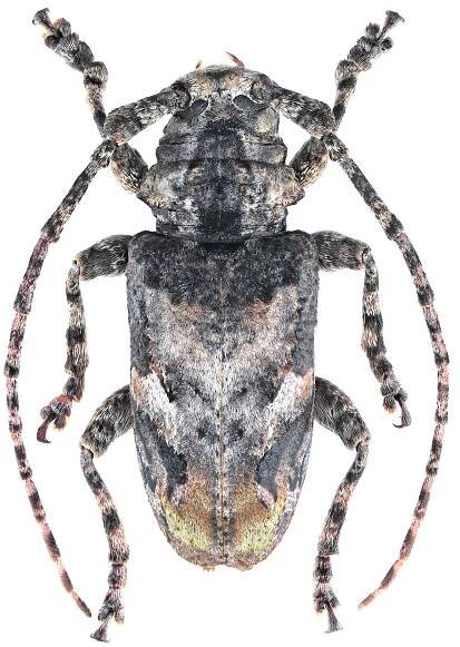 Idactus maculicornis maculicornis