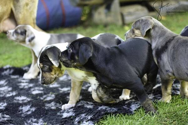 Litter “American muscles” – Catahoula Slovenia