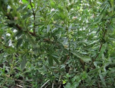 Saturejka zahradní (Satureja hortensis)