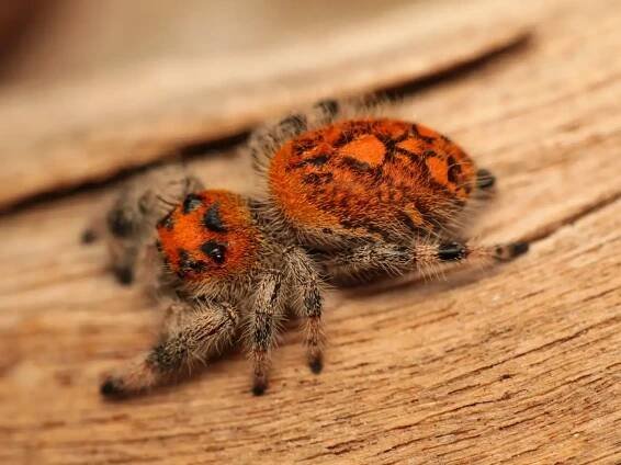 Phidippus regius Everglades | iFauna.cz