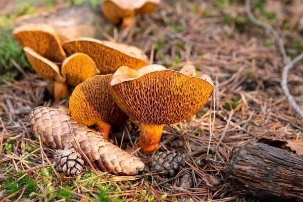 Klouzek tridentský (Suillus tridentinus) | 4health.cz