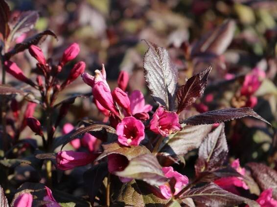 Predaj WEIGELA MINOR BLACK kont 2 - 2024