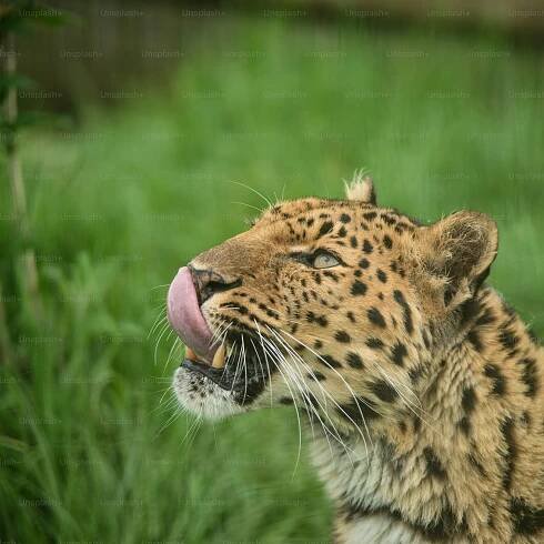 Stunning close up portrait of Jaguar panthera onca in colorful vibrant landscape
