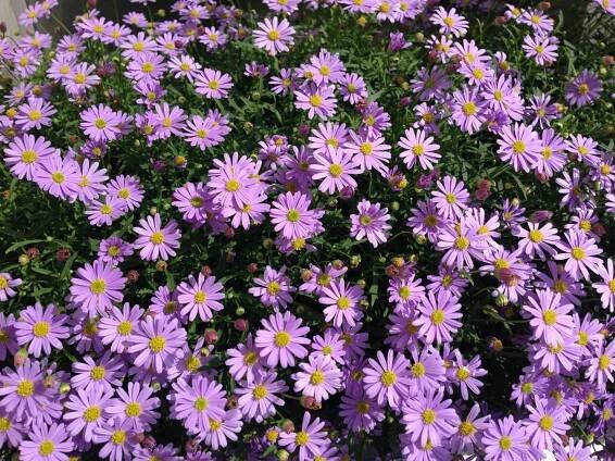 Brachyscome iberidifolia (blue) window box pruning