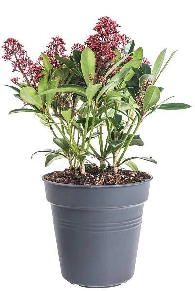 Skimie japonská Rubella, Skimmia japonica, červená, průměr květináče 15 cm
