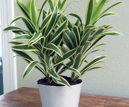 dracena derenská