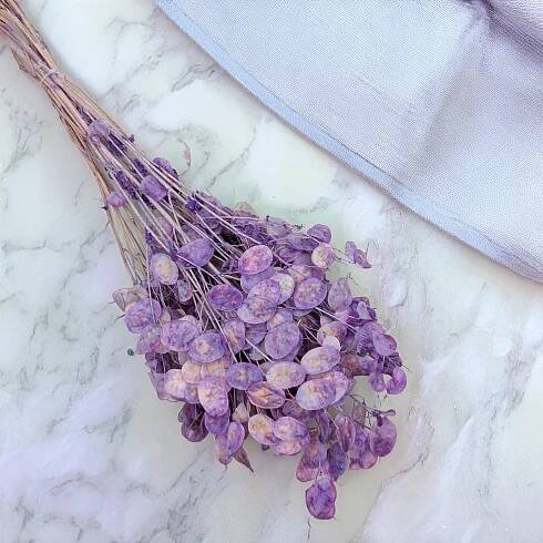 Sušená Měsíčnice (Lunaria) - Levandulová Kód výrobce LUNARIA IT LAWENDOWA