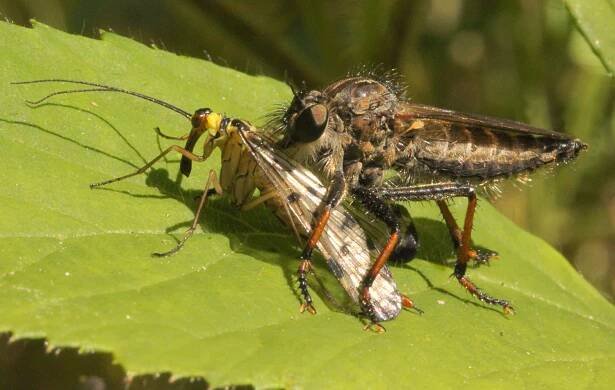 Pamponerus germanicus