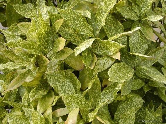 Aukuba japonská - Aucuba japonica Variegata
