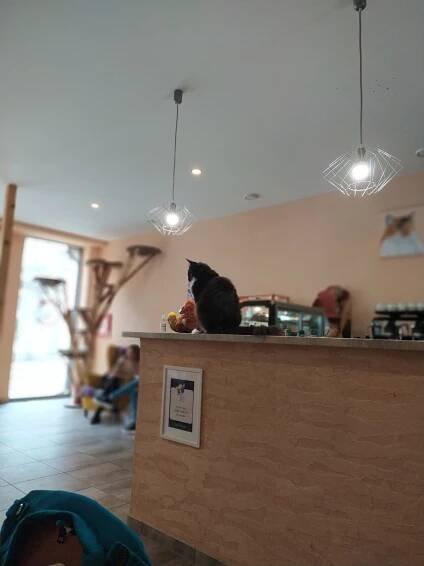CAFE ČAUKY MŇAUKY. | Domov Magnolie