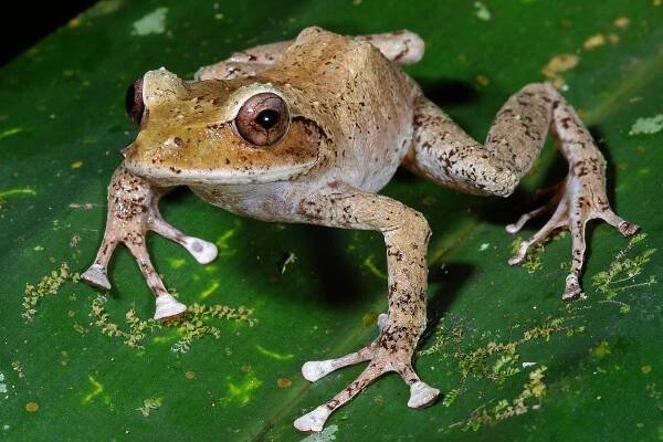 Cornufer vitiensis morph 1
