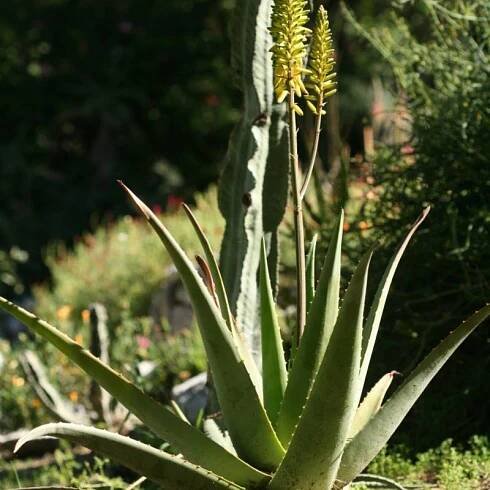Medicinal Aloe Aloe vera var. officinalis