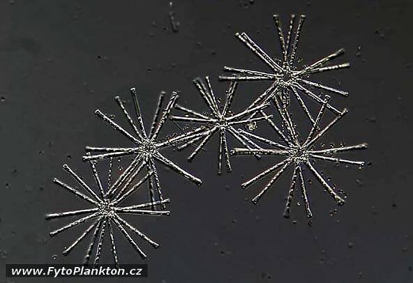 Obrázek - Asterionella formosa | BioLib.cz