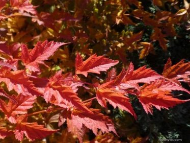 Korunatka klaná - podzimní zbarvení (Stephanandra incisa)