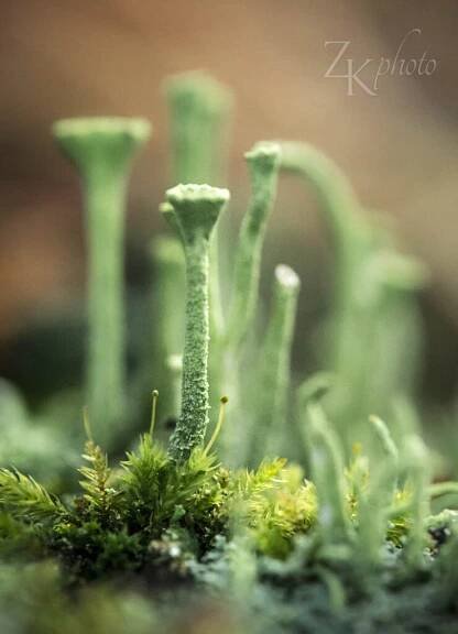 Dutohlavka (Cladonia)