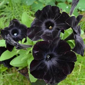 Petúnie Sophistica Blackberry - Petunia nana compacta - černé petúnie - prodej semen