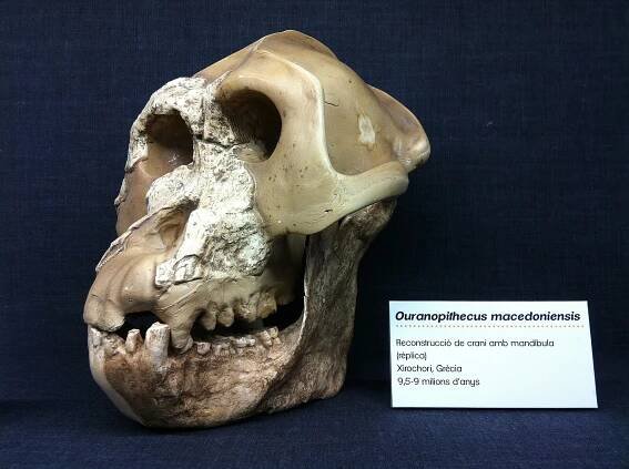 Ouranopithecus – Wikipedie