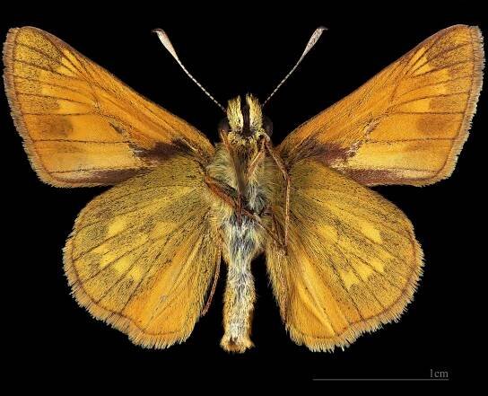 Soubor:(MHNT) Ochlodes sylvanus - Foret de Bouconne, France - male ventral.jpg – Wikipedie