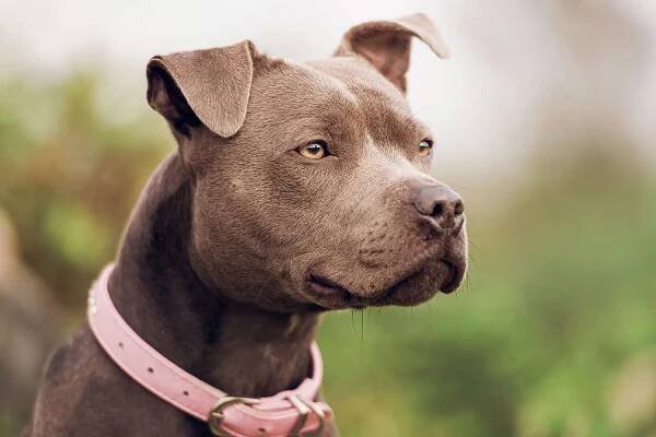 Close-up of pit bull terrier stock photo 