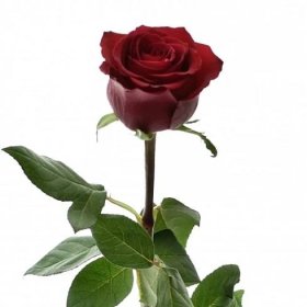Červená růže EVER RED 70cm (XXL) SUPER