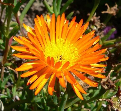 Lampranthus