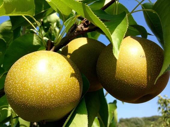 Asian pear.jpg