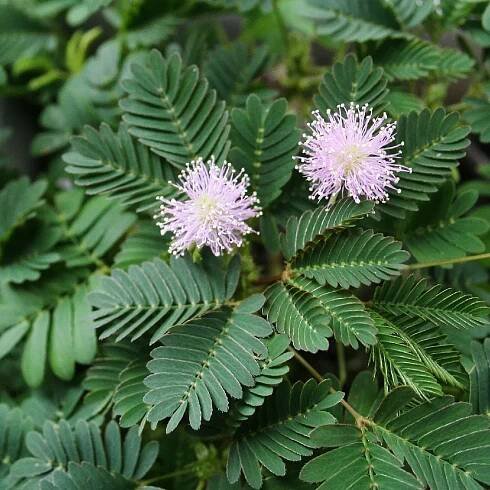 Pěstitelský set Citlivka Mimosa pudica