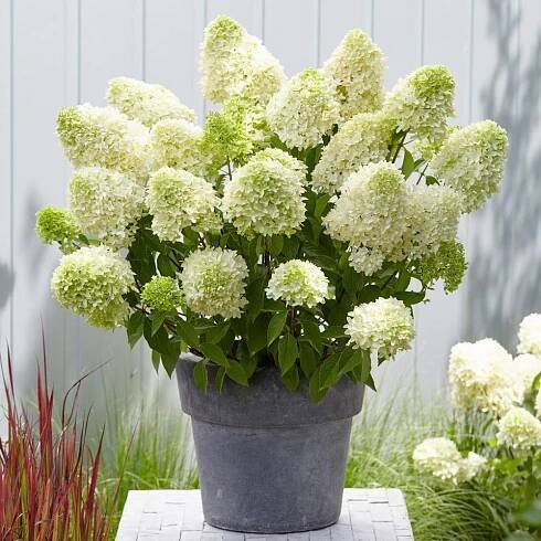 Hortenzia metlinatá ´SKYFALL', 30-40 cm, kont. 3l