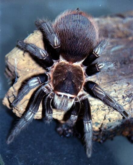 Tliltocatl sabulosus