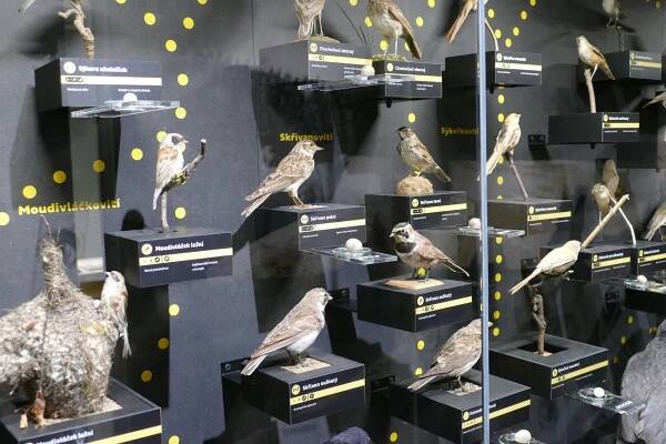 Fotografie - Přerov_Bezručova_Ornitologická stanice Muzea Komenského - 20.01.2024