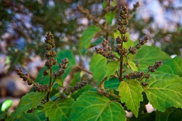 Pačuli obecná (Pogostemon cablin) – Stephen Orsillo / Shutterstock