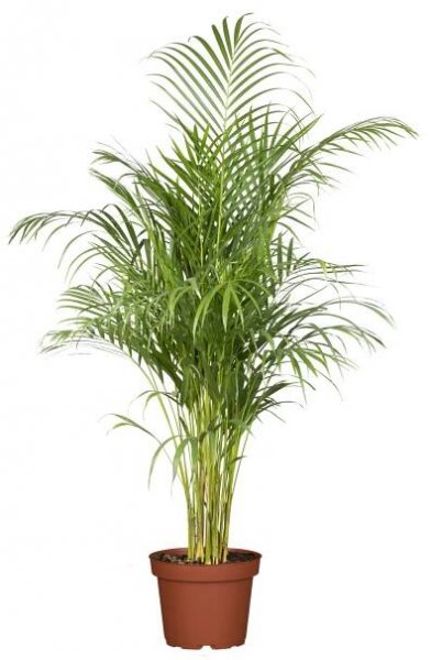 Areka zlatoplodá (Dypsis lutescens), 50 cm, pr. 14 cm nakoupit u OBI