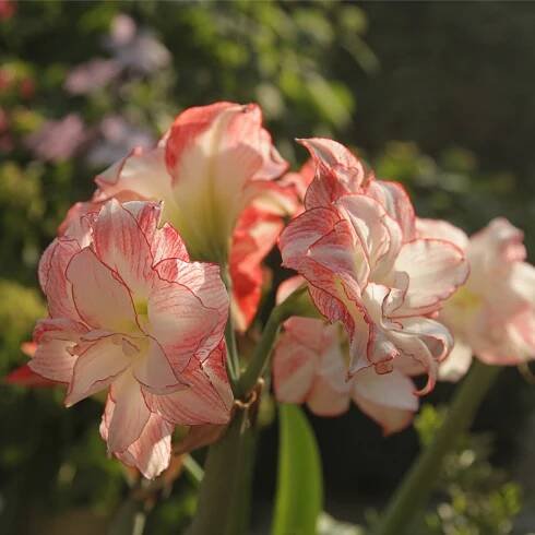 Zornica plnokvetá Aphrodite – Hippeastrum – cibuľa zornice
