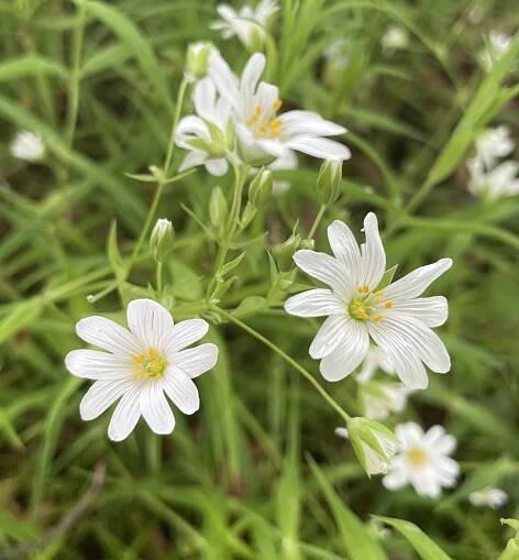 Buy Native Wildflowers | British Wild Flower Plants