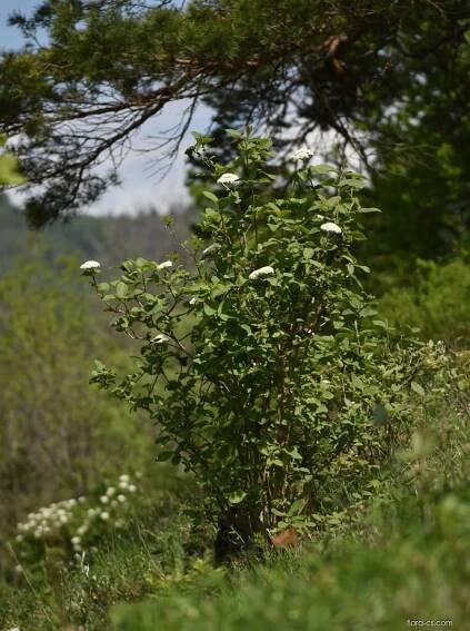 Kalina tušalaj (Viburnum lantana)