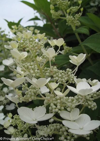Quick Fire® - Panicle Hydrangea - Hydrangea paniculata Images | Proven Winners