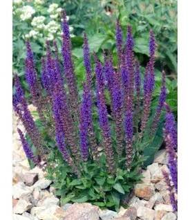 salvia nemorosa steppe sage picture id657599122