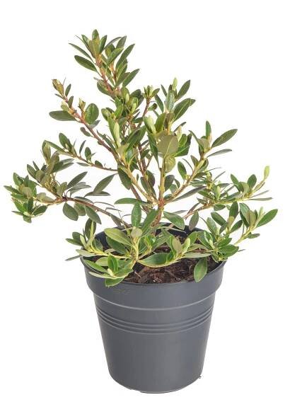 Rhododendron, Pěnišník Nugget by Bloombux, růžový skladem