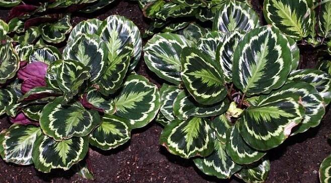 Calathea "Medallion" (27 fotografií): péče o ni doma. Co když listy uschnou a zkroutí se?