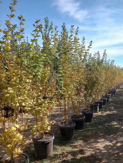 Pacific Fire Vine Maple | Garden Gate Nursery