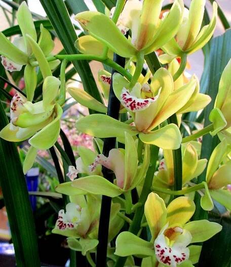 Cymbidium Else Sanderson