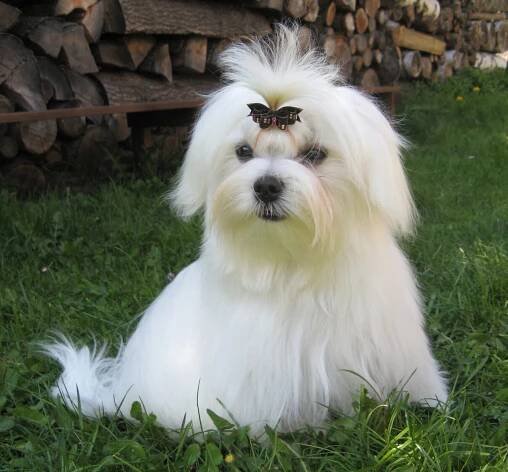 Elite show bows - Clabec's Princess of Charming Elite