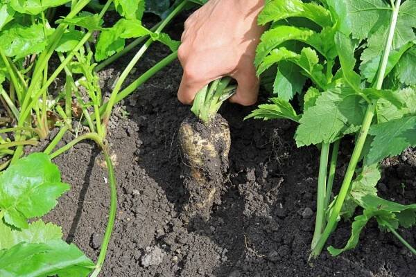 Harvesting a parsnip root