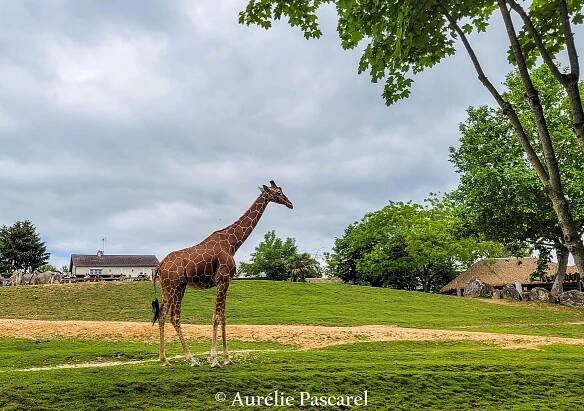 Zoo Parc de Beauval - voyager en famille, avec des enfants, en couple, entre amis, en France et en Europe