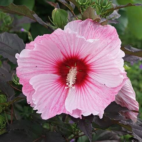Hibiskus STARY NIGHT